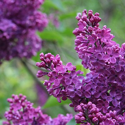 Lilac, Common