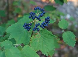 Viburnum, Maple Leaf