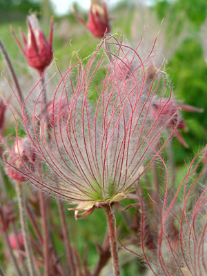 Prairie Smoke QUART (Geum triflorum)