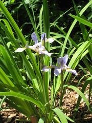 Wild Blue Iris FLAT (Iris versicolor)