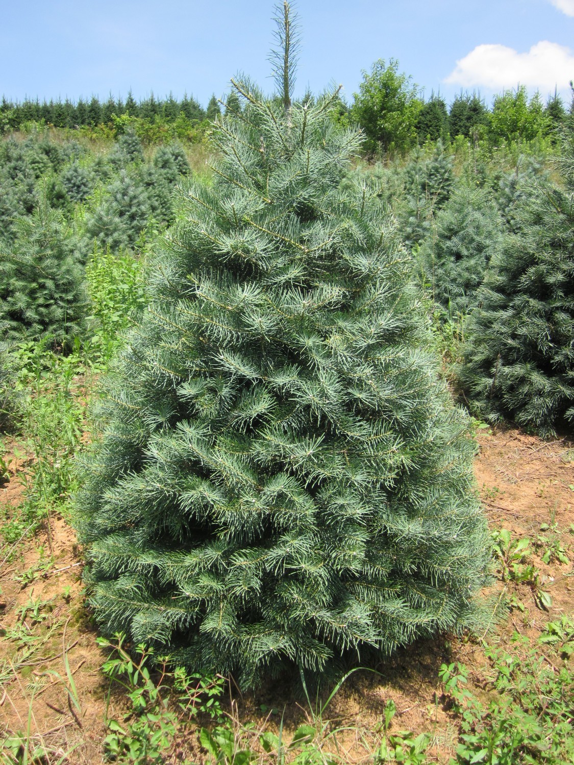 Concolor Fir Abies concolor