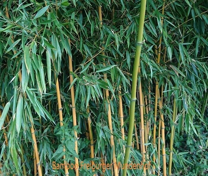 Bamboo / Bambus PLA Filament 1000g 1,75mm Made in Germany