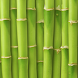 Die Geschichte des Bambus