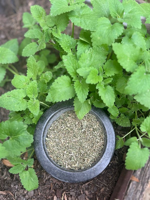 Organic Cat Nip