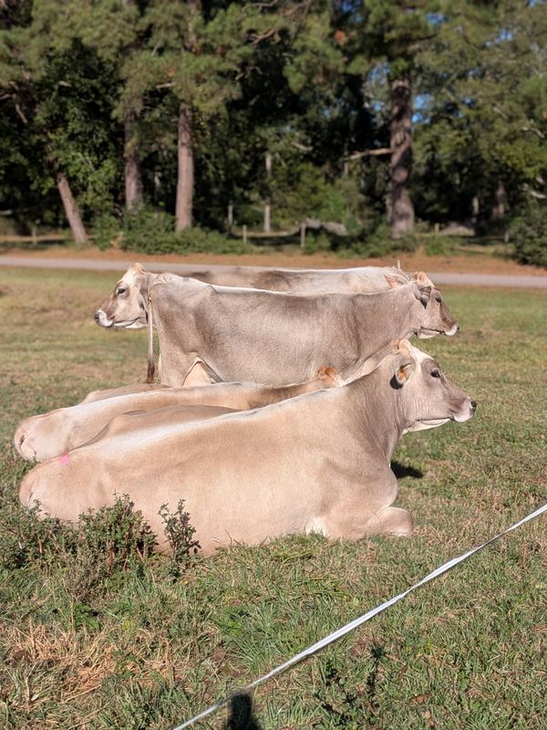 So you want to milk a cow