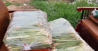 Organic Lemongrass - Less Leaves