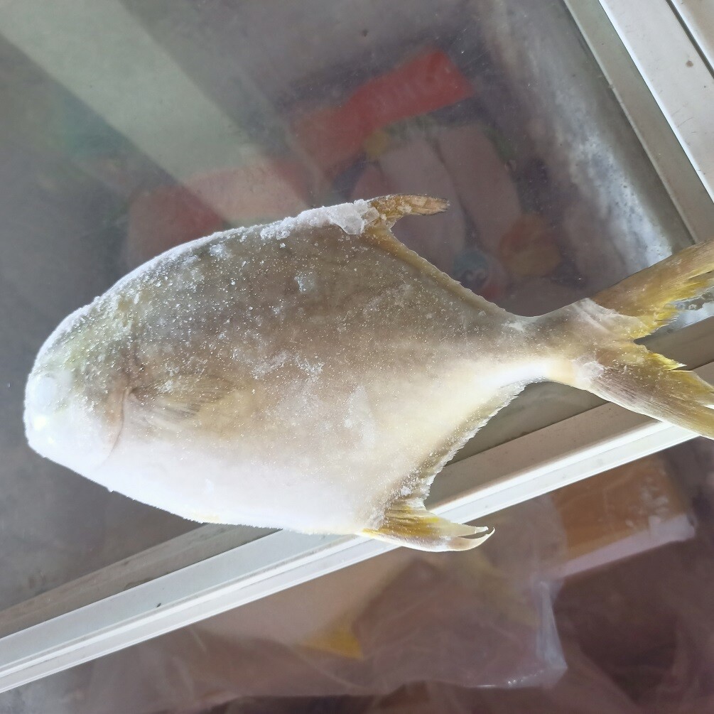 Golden Pompano