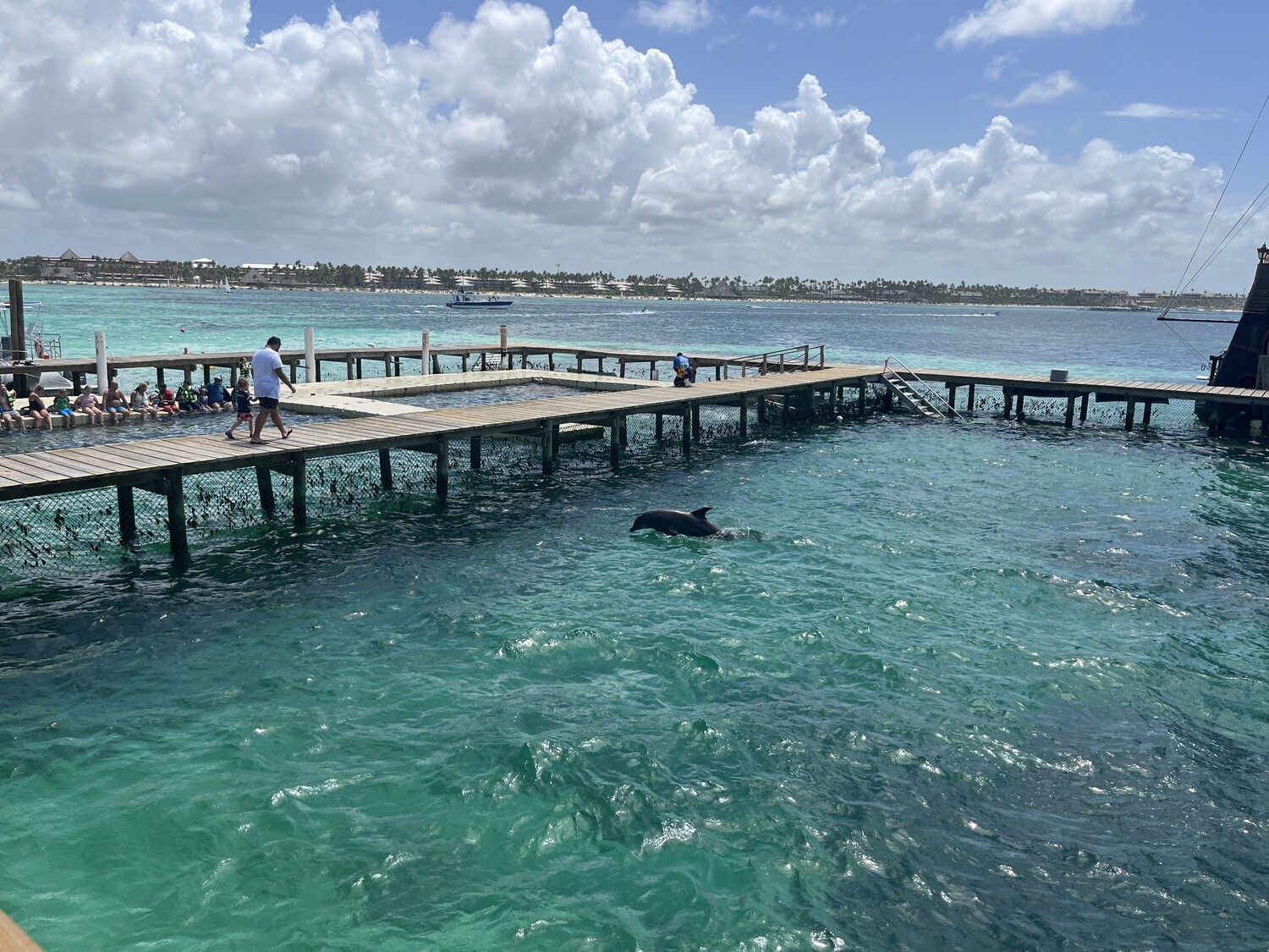 Swim with dolphins without transportation