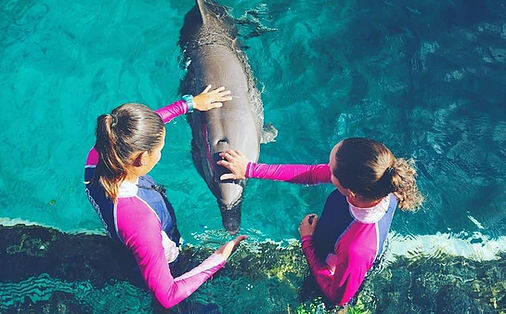 Swim with dolphins without transportation