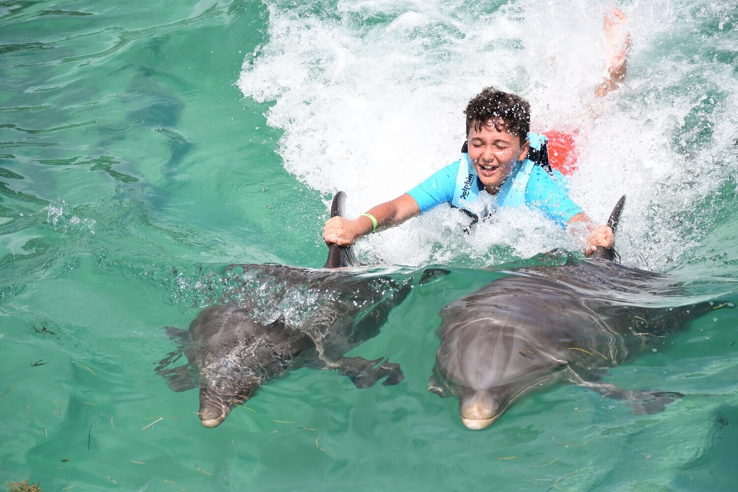 Swim with dolphins without transportation