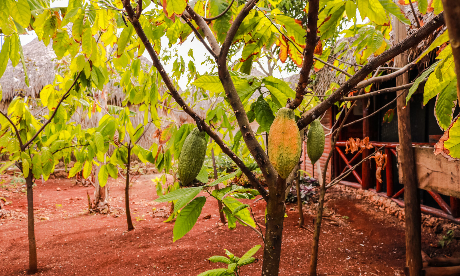 Monkeyland: The squirrel monkey park