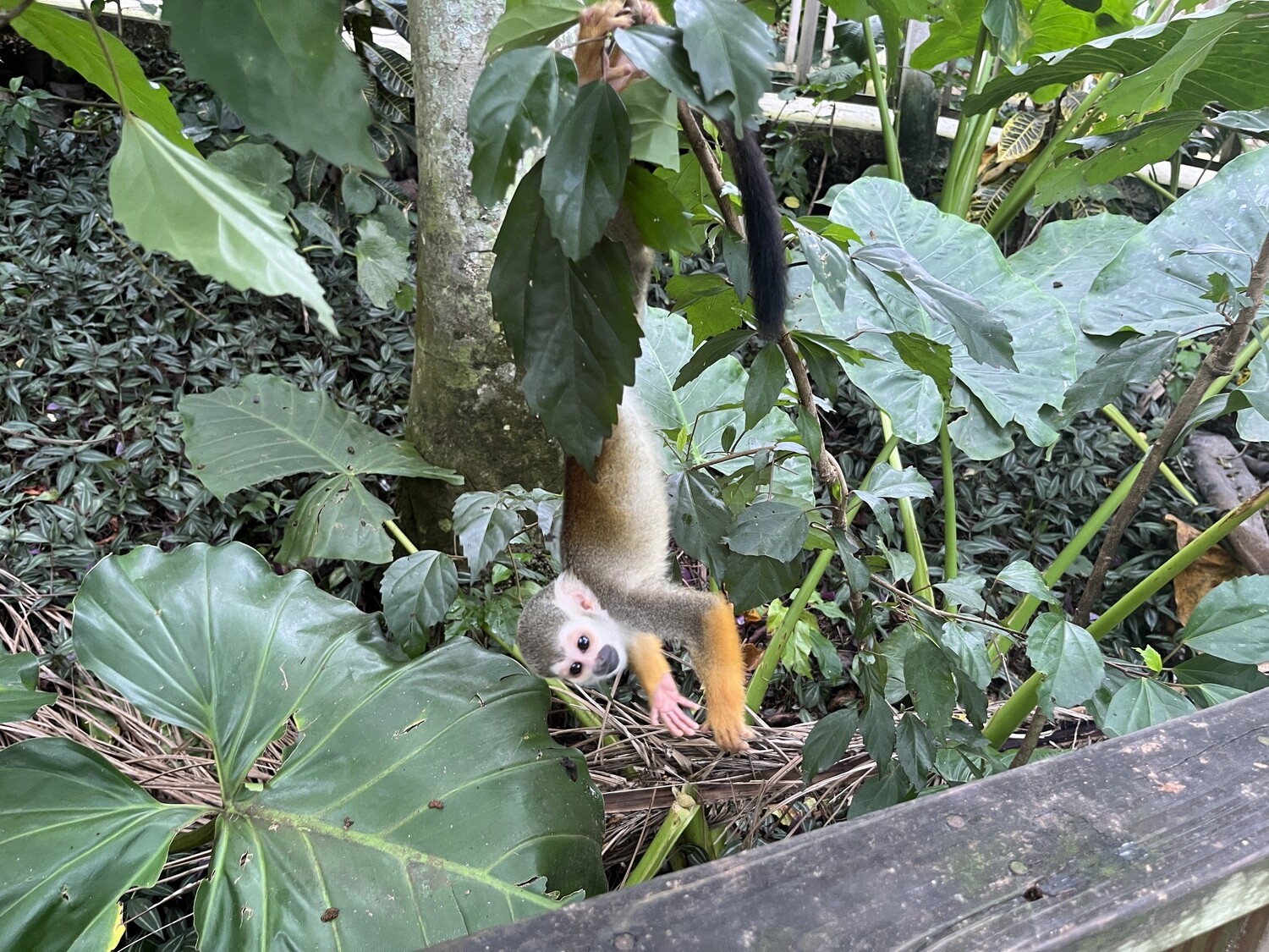 Monkeyland: The squirrel monkey park