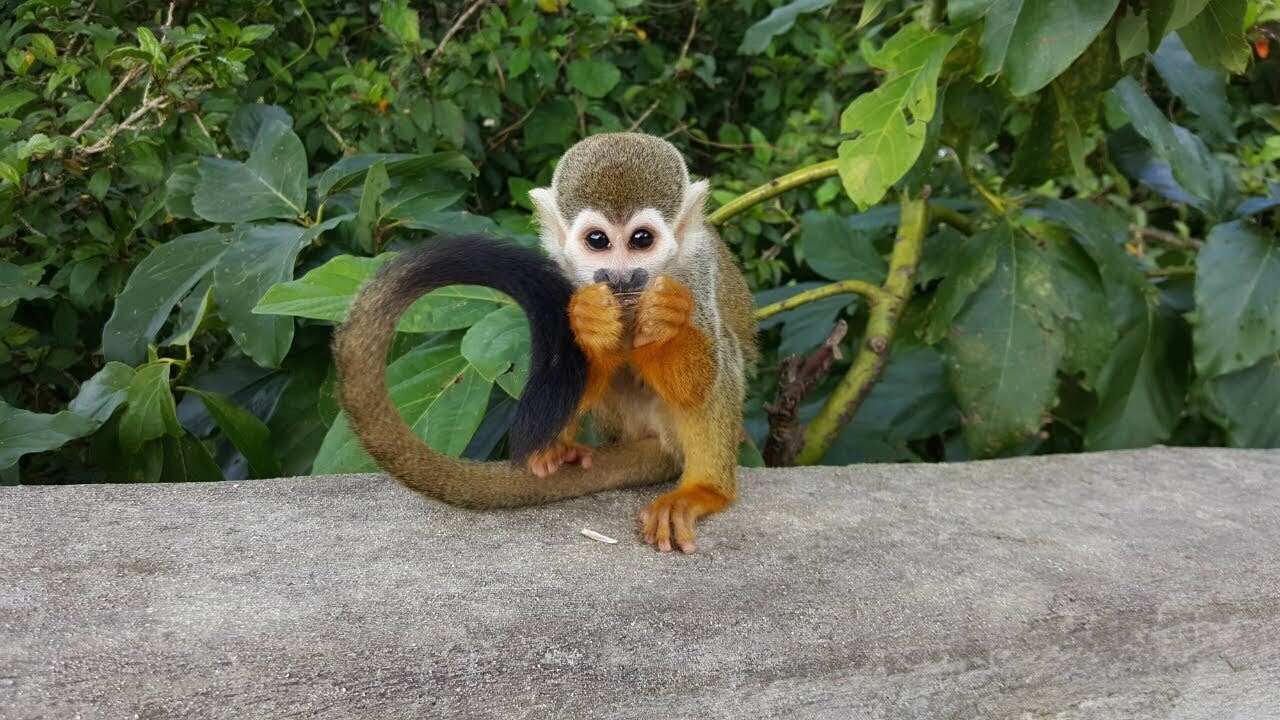 Monkeyland: The squirrel monkey park