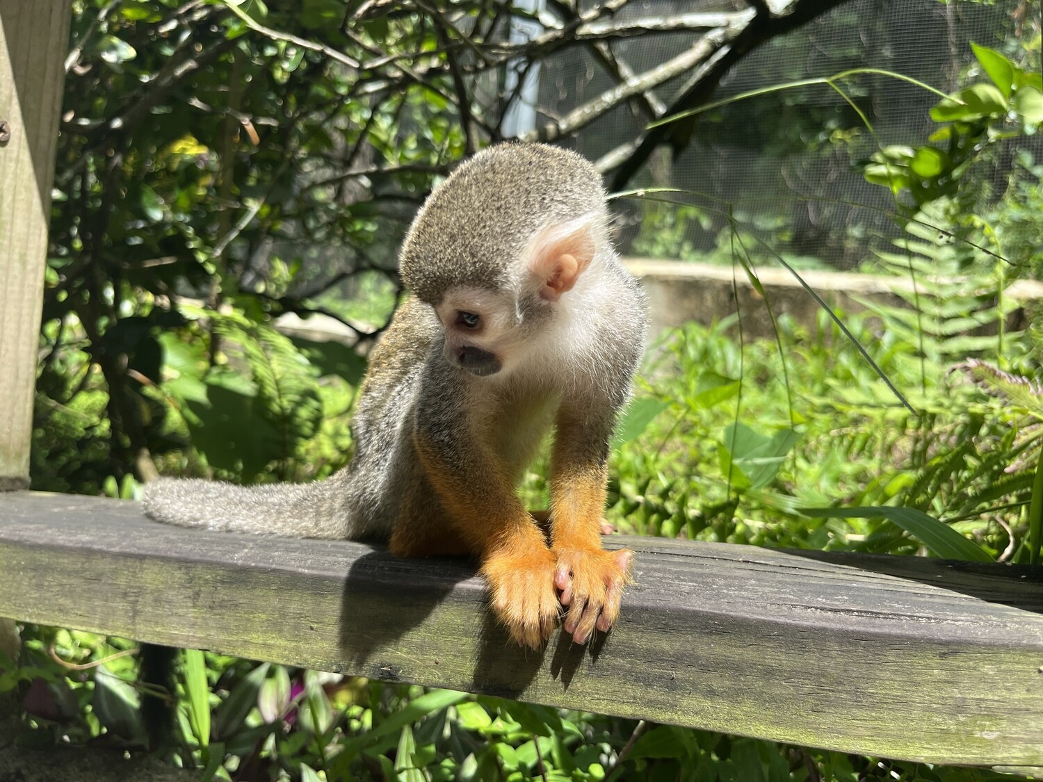 Monkeyland: The squirrel monkey park