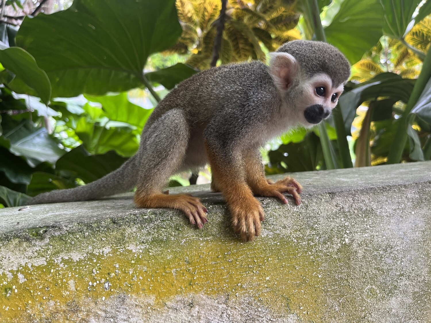 Monkeyland: The squirrel monkey park