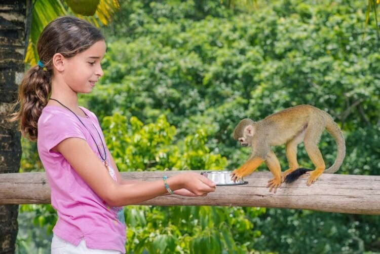 Monkeyland: Le parc des singes écureuil