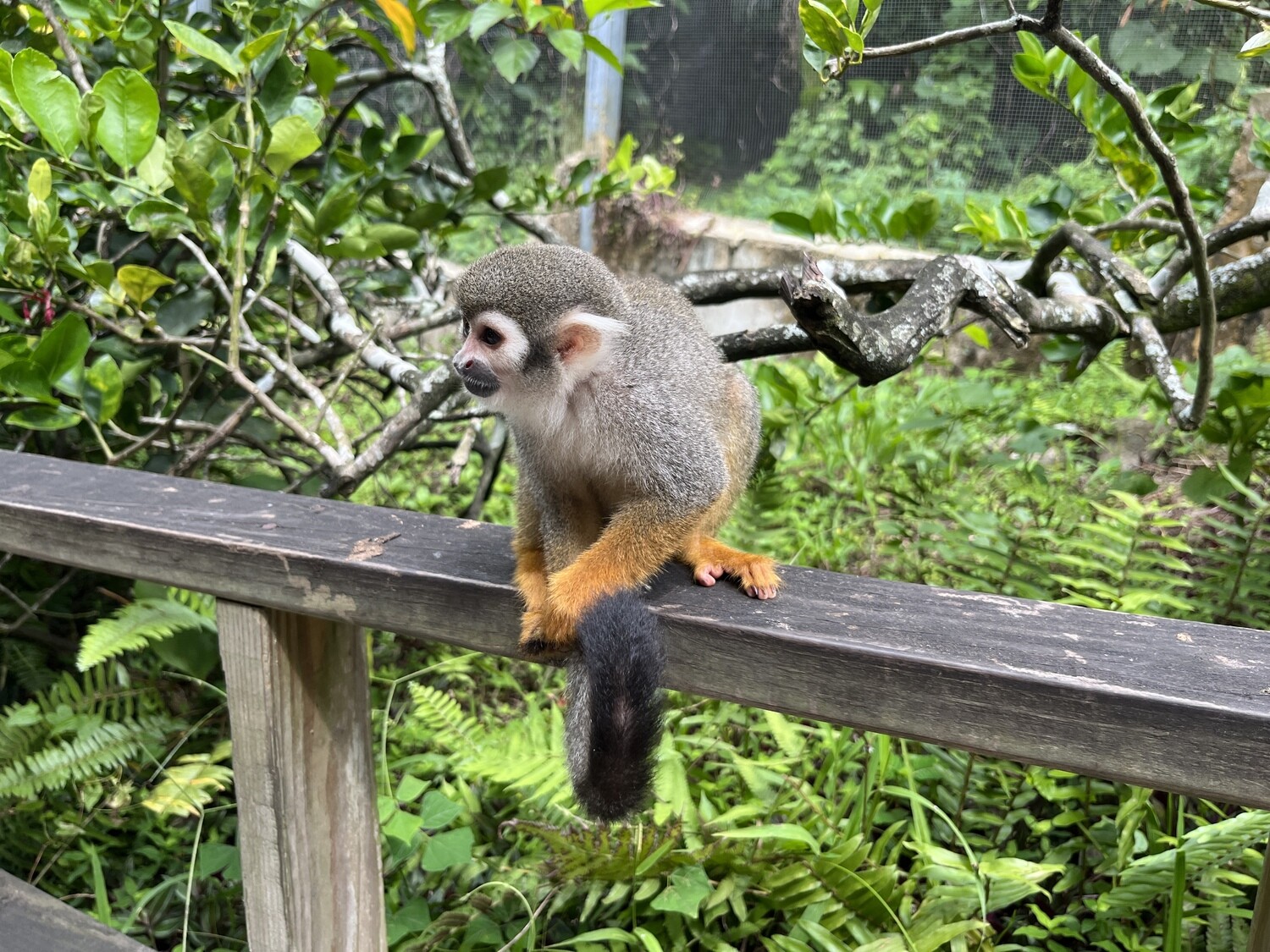 Monkeyland: The squirrel monkey park