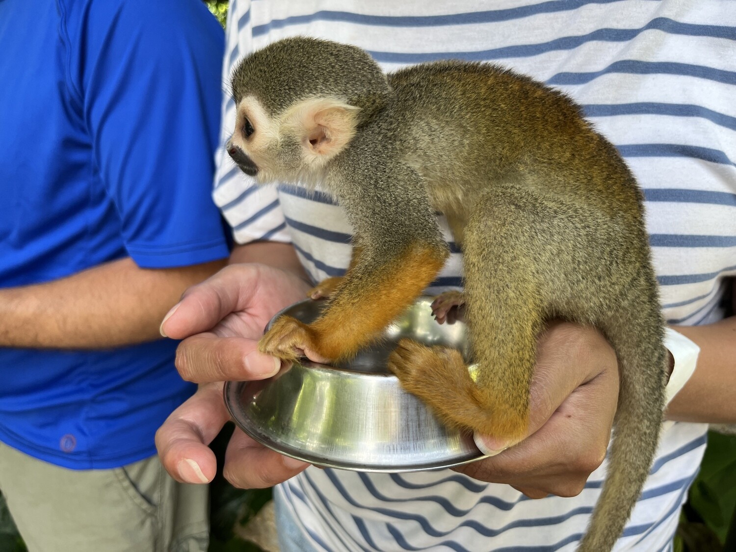 Monkeyland: The squirrel monkey park