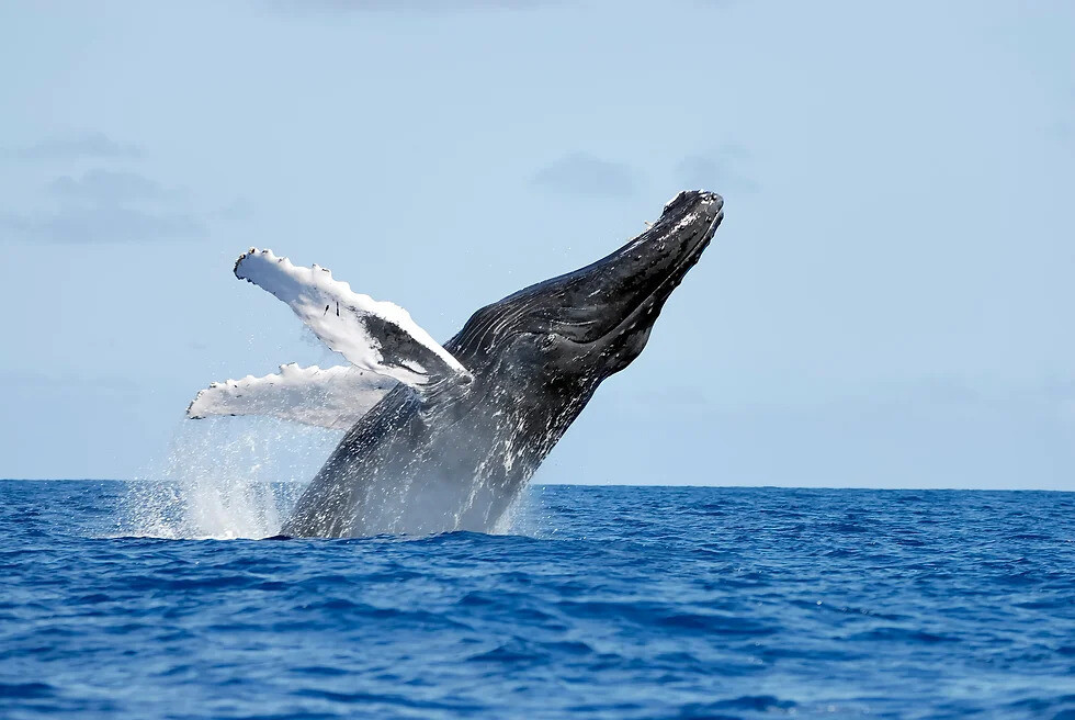 Observation des baleines et Montana Redonda