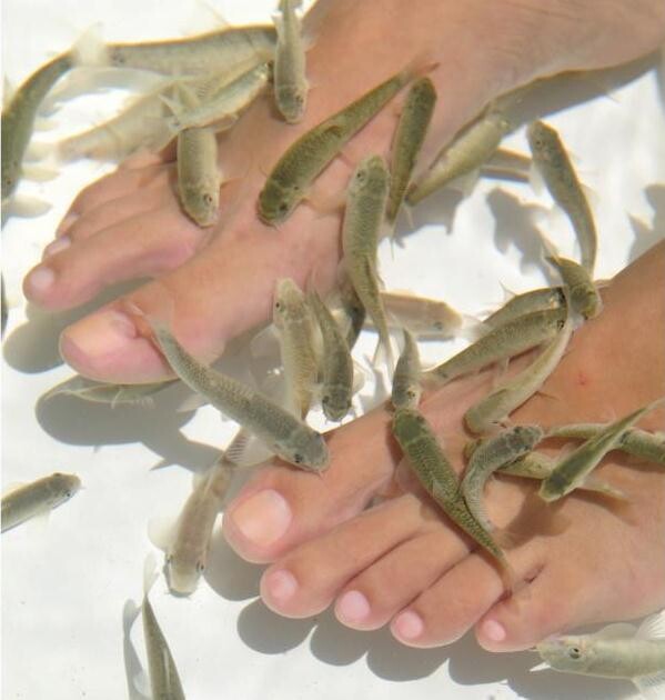 Ocean SPA Doctor Fish