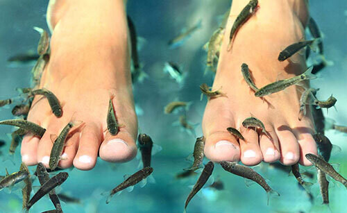 Ocean SPA Doctor Fish