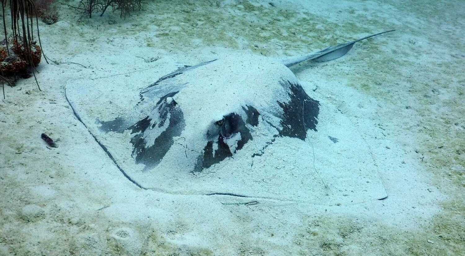 Scuba Diving in Bayahibe