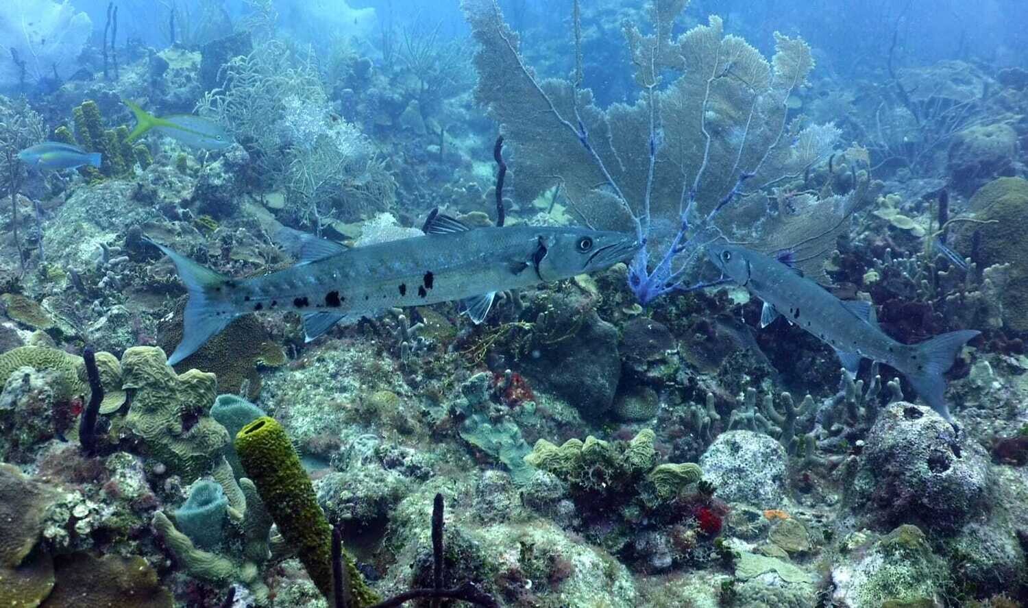 Scuba Diving in Bayahibe