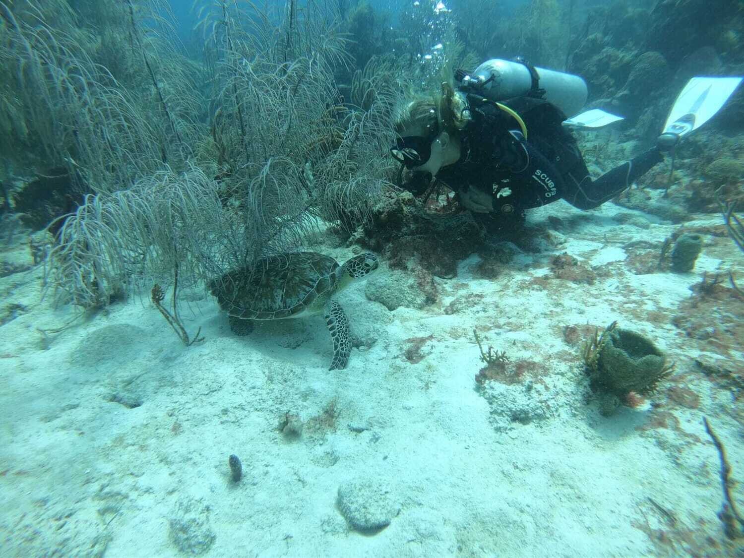 Scuba Diving in Bayahibe
