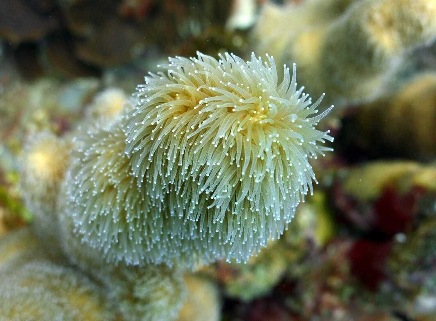 Scuba Diving in Bayahibe