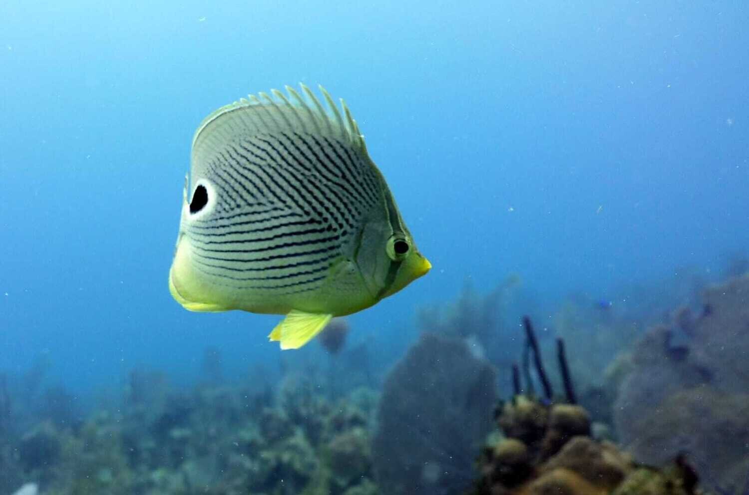 Scuba Diving in Bayahibe