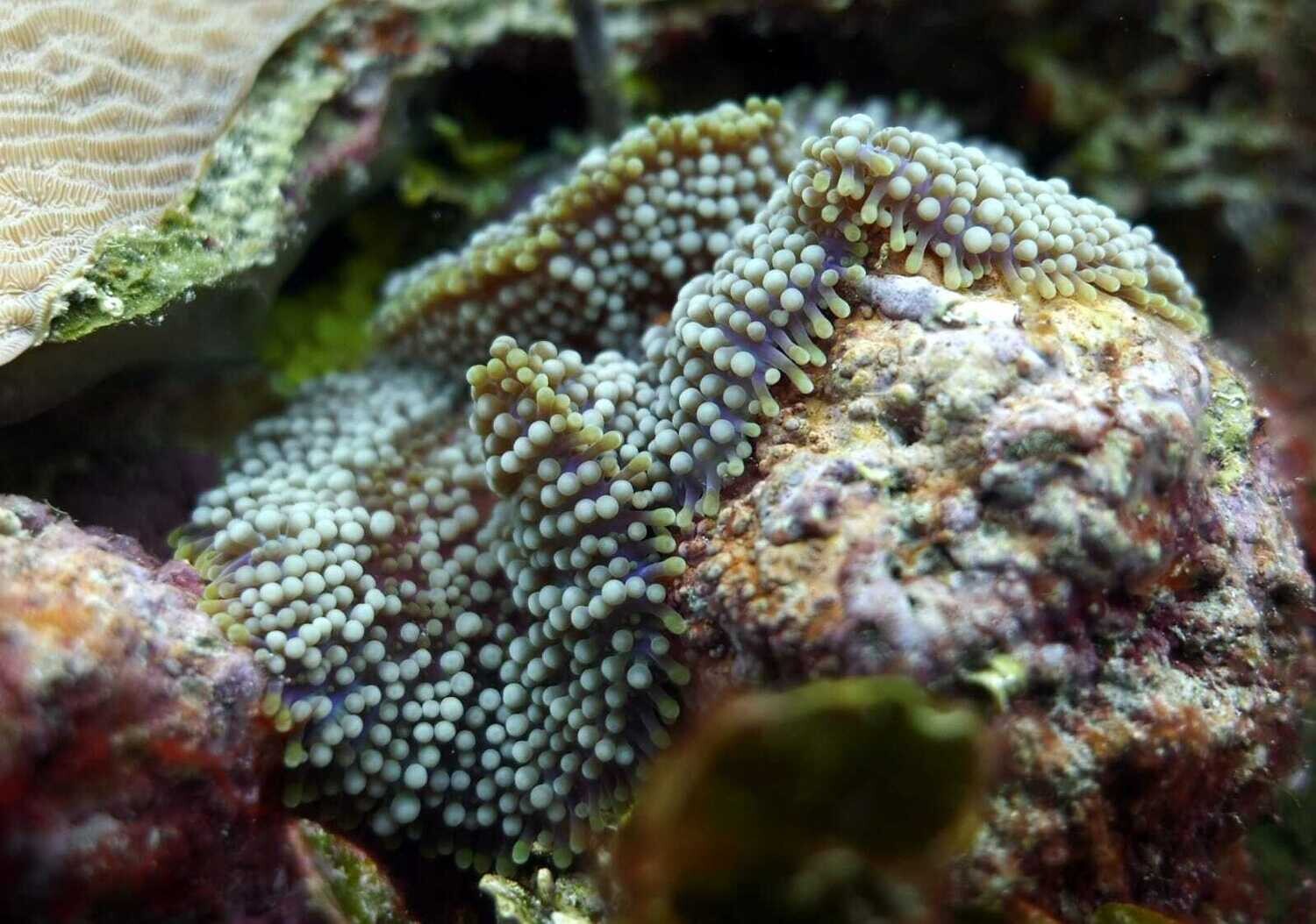 Scuba Diving in Bayahibe