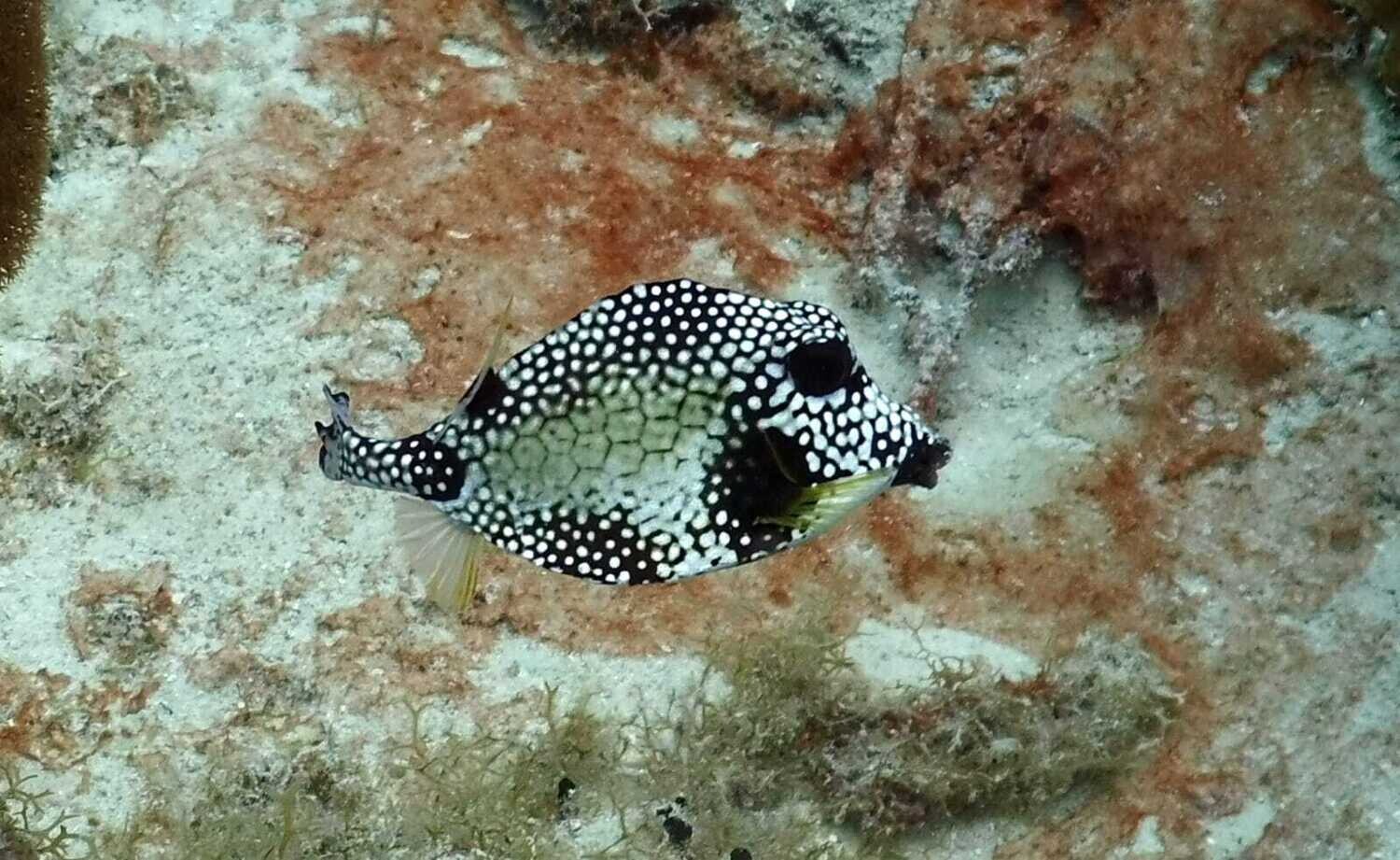 Scuba Diving in Bayahibe