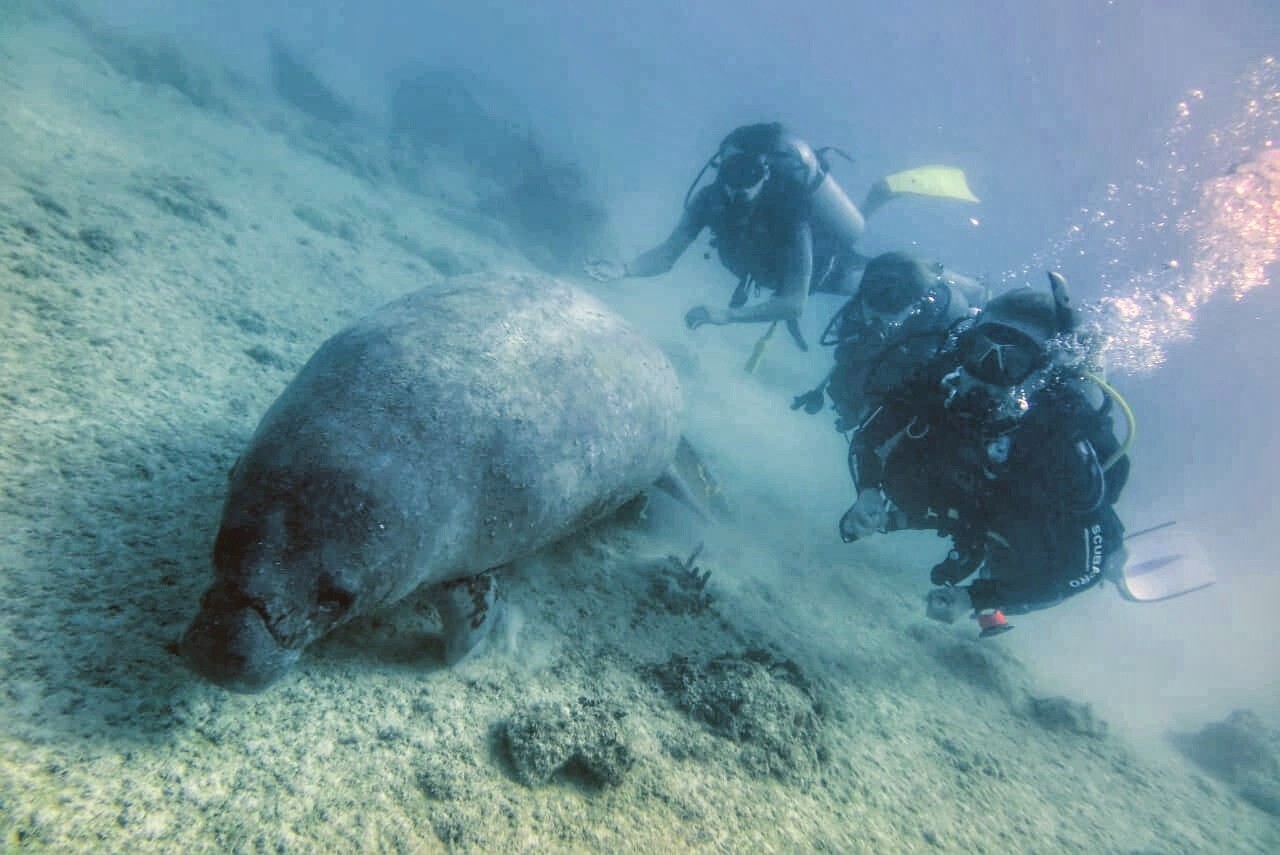 Scuba Diving in Bayahibe