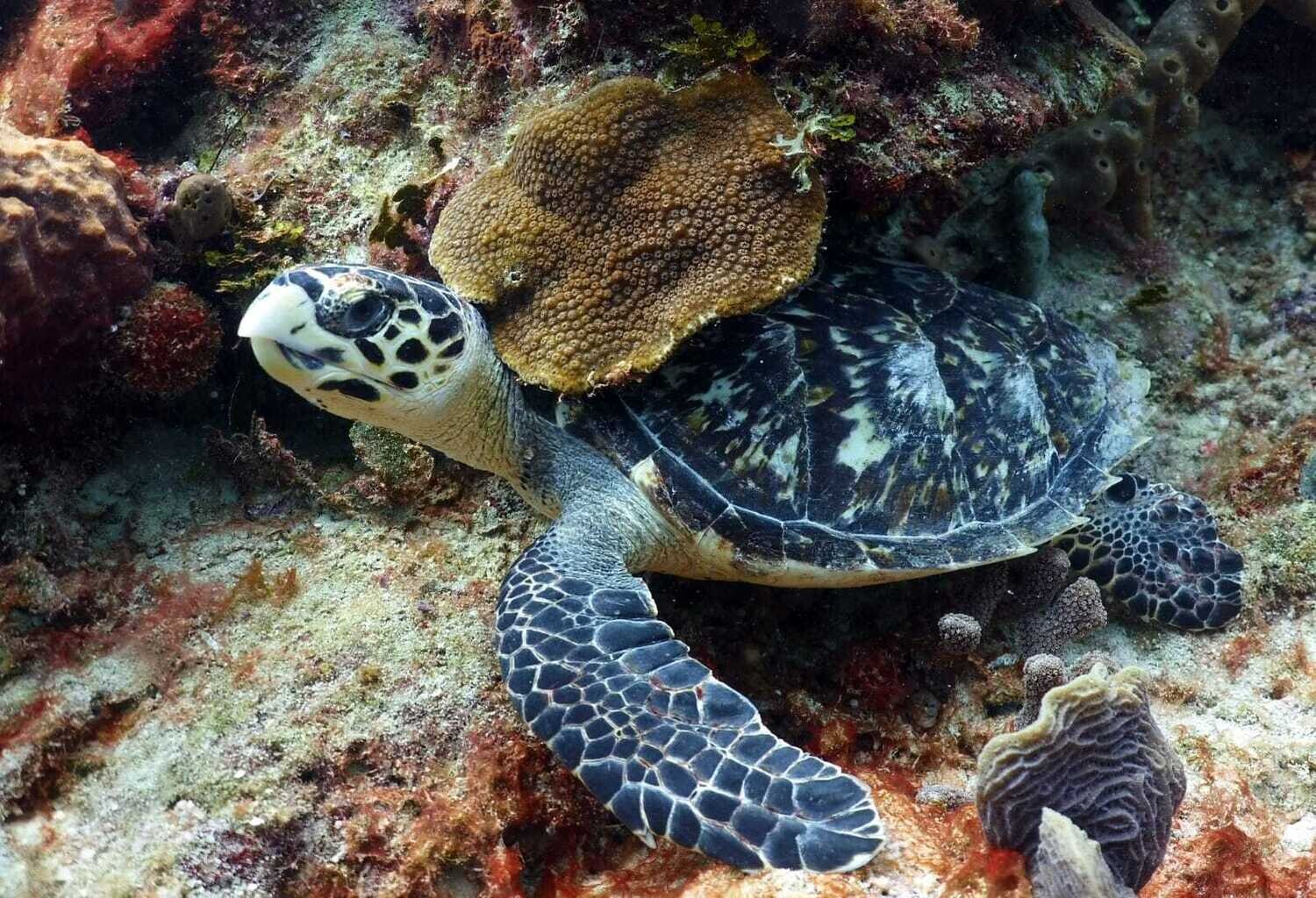 Scuba Diving in Bayahibe