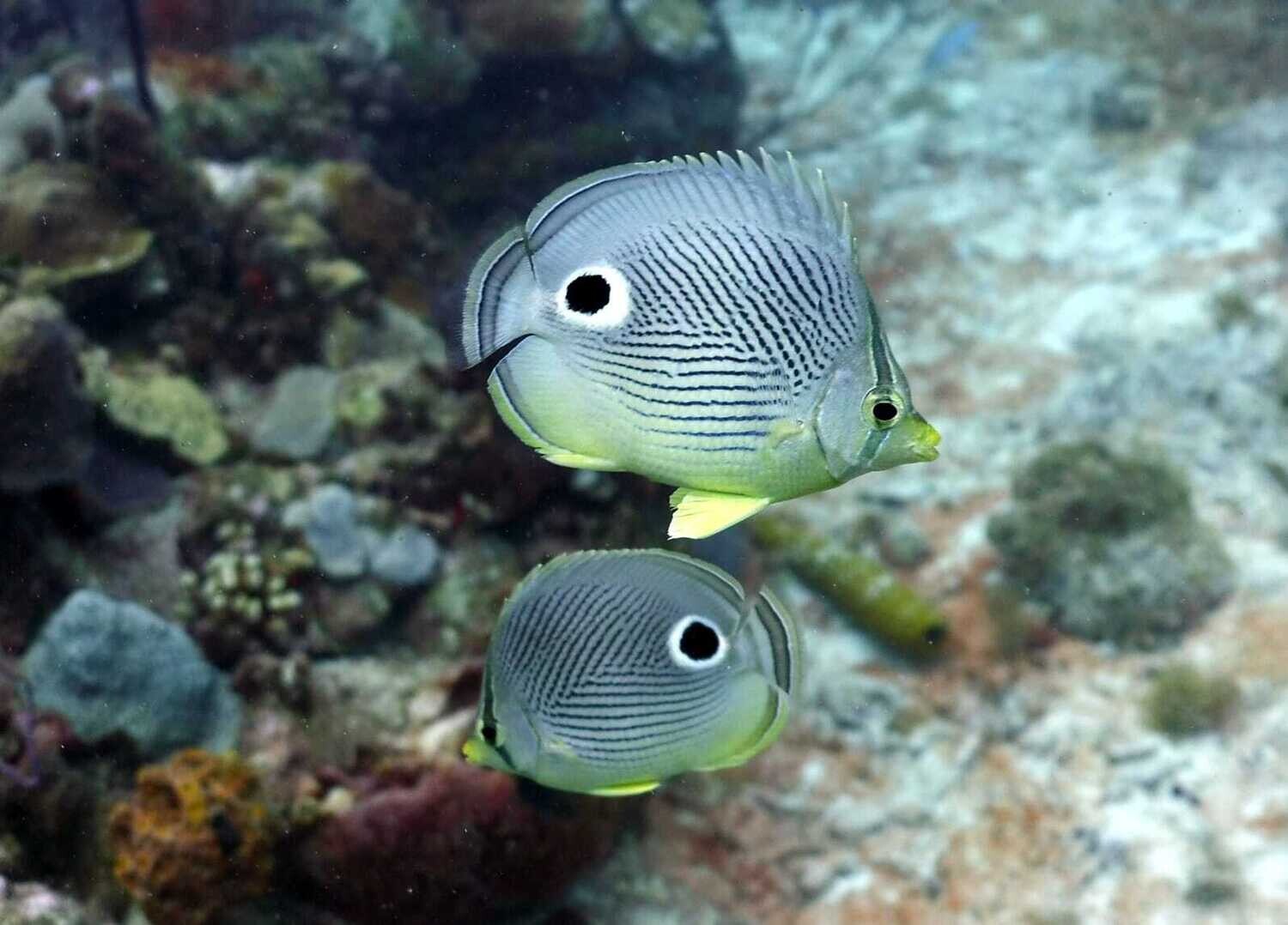 Scuba Diving in Bayahibe