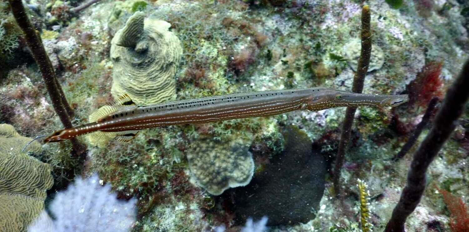 Scuba Diving in Bayahibe