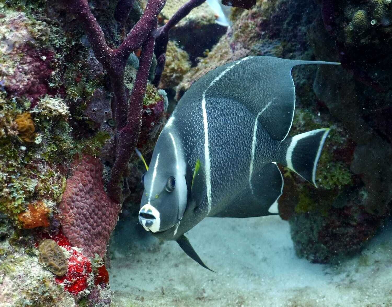 Scuba Diving in Bayahibe