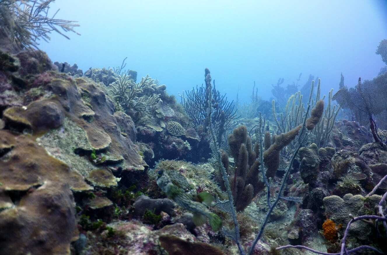 Scuba Diving in Bayahibe