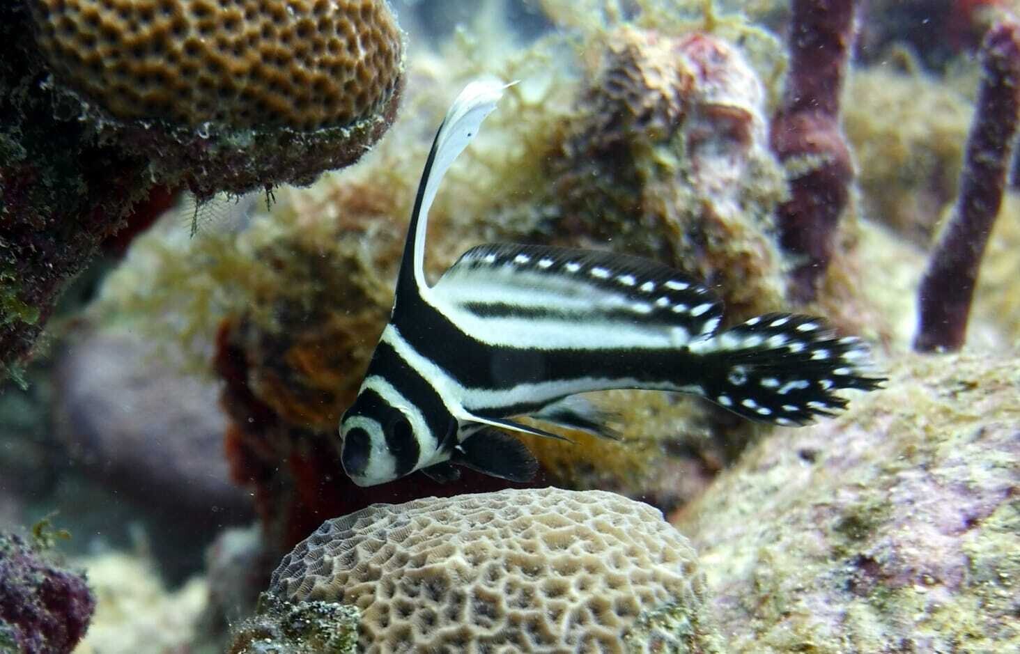 Scuba Diving in Bayahibe