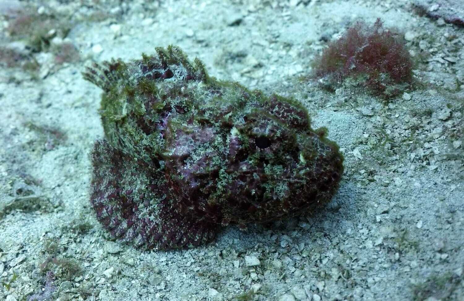 Scuba Diving in Bayahibe