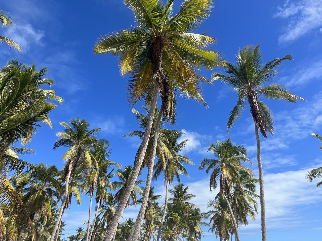Norwegian Sky at La Romana port: Saona Island