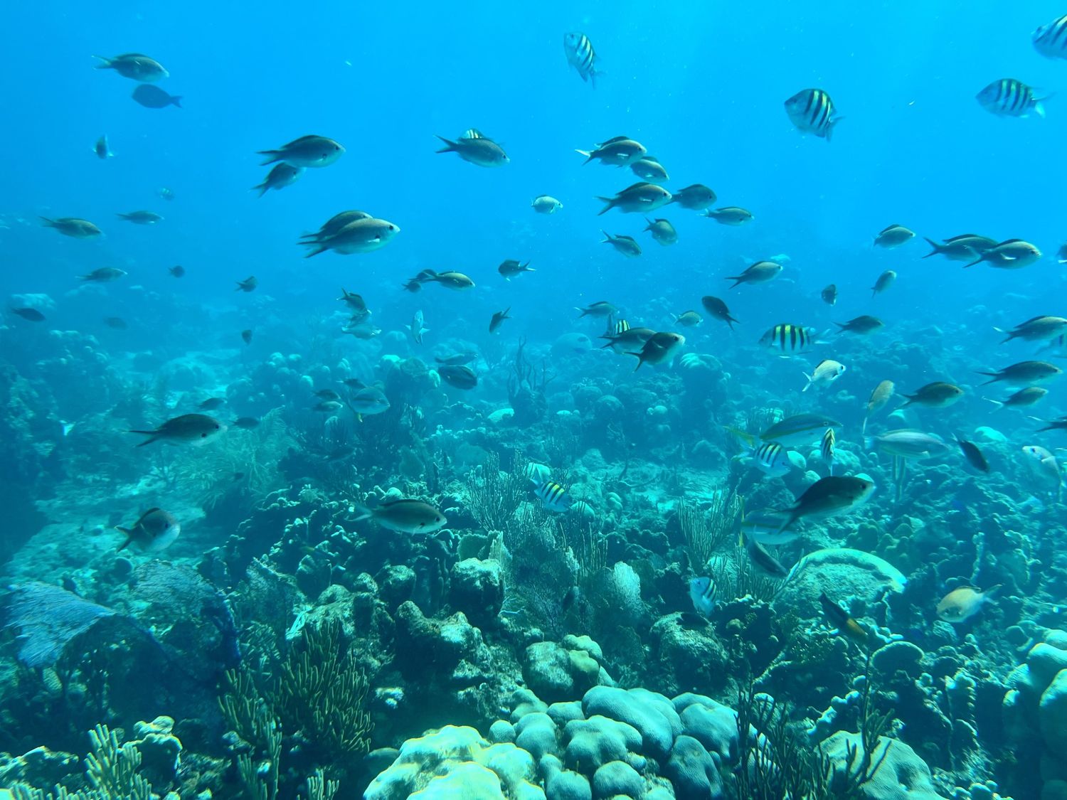 Mein Schiff au port de La Romana: Snorkeling à l'île de Catalina Mein Schiff au port de La Romana: Snorkeling à l'île de Catalina