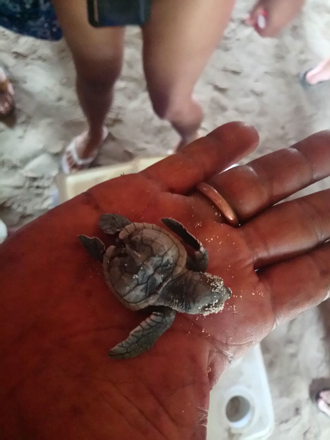 Marella Discovery at La Romana port: Saona Island