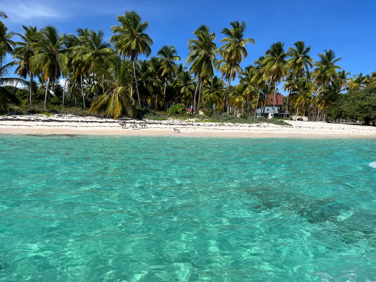 From la Romana Cruise ship port: Saona tour for Marella Discovery Passengers