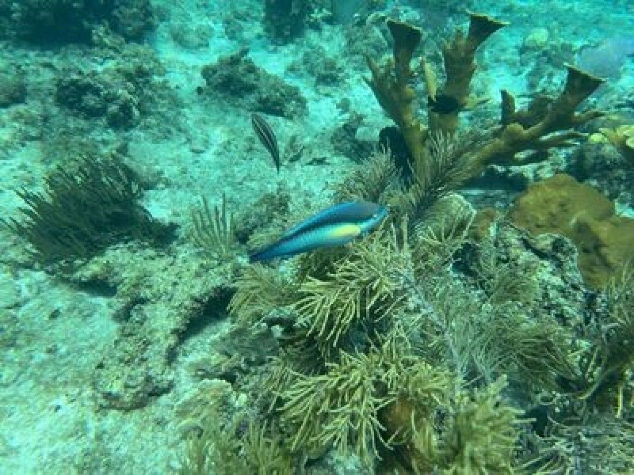 Mein Schiff at La Romana port: Snorkeling at Catalina Island