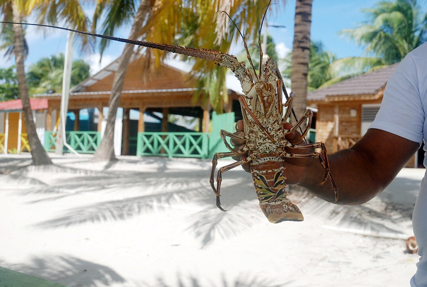 Grilled lobster lunch served on the beach during the Saona Attitude excursion