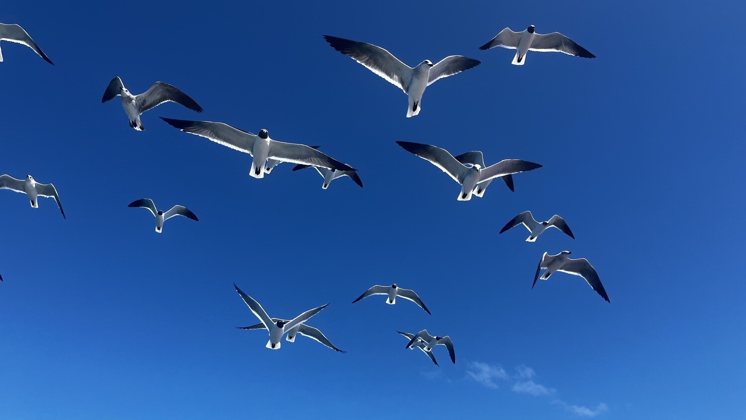 Seagulls flying over Saona Island
