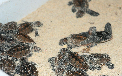 Baby turtles at the Mano Juan nursery, Saona