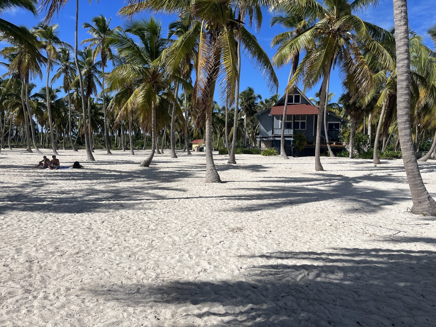 Landscape of palm trees and preserved tropical nature in Saona