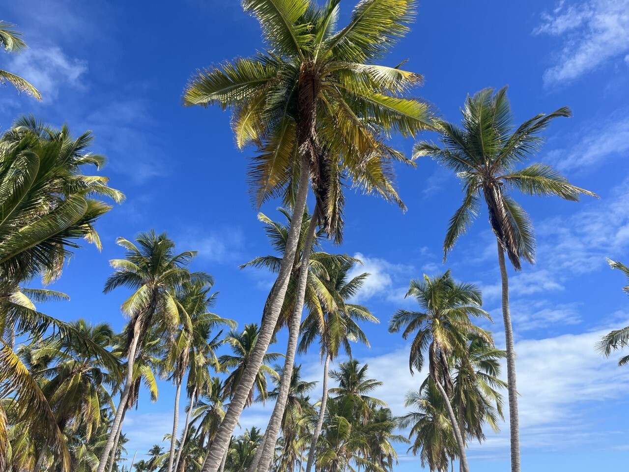 Tropical palm trees typical of Saona Island